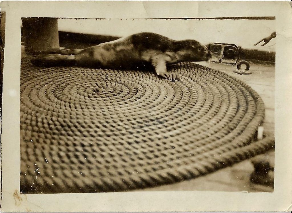A seal that they kept on board the ship.